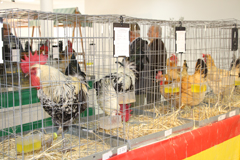 Inaugurada la X Exposicin de Gallinas Andaluzas Sureas